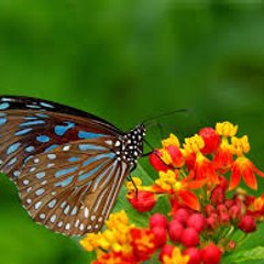 Nature Is Amazing