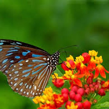 Nature Is Amazing