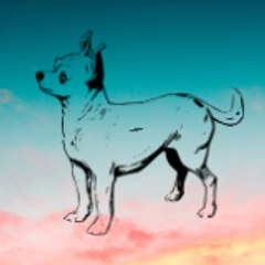 Amigo Chihuahua