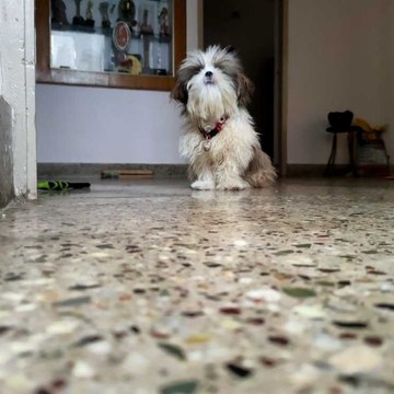 Eshu The Shih Tzu