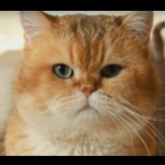 mysweetkittens