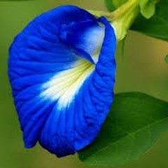 aparajita20