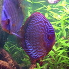 Discus_jack19