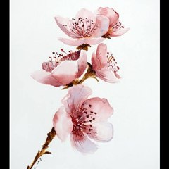 Blossom A