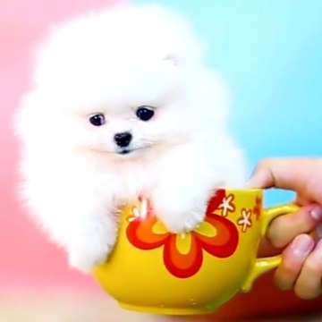 Cute Kittens BD
