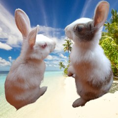 Rabbit bunney family