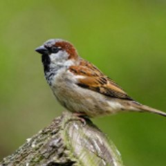 excellent sparrow