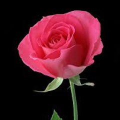 Nature with Music videos