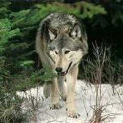 Steppenwolf
