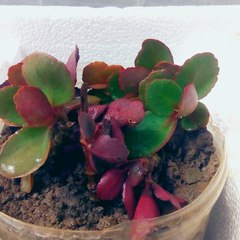 gardeningandetc