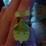 insectes et reptiles