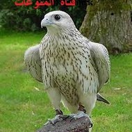 قناة المنوعات 2020