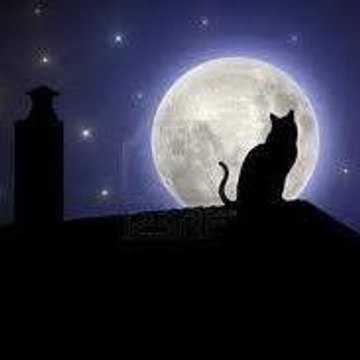 Master Cat