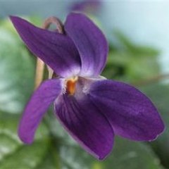 The Violet Clover
