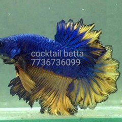 Cocktail Betta