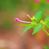 موقع فيديو نسمات