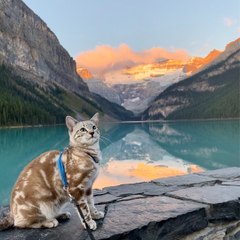 Cats and babys