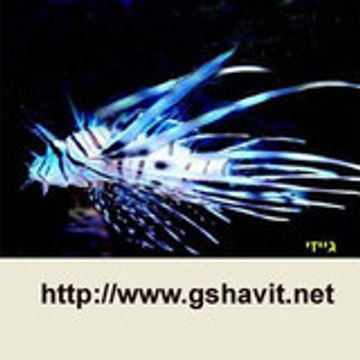 geyzi eliezer shavit