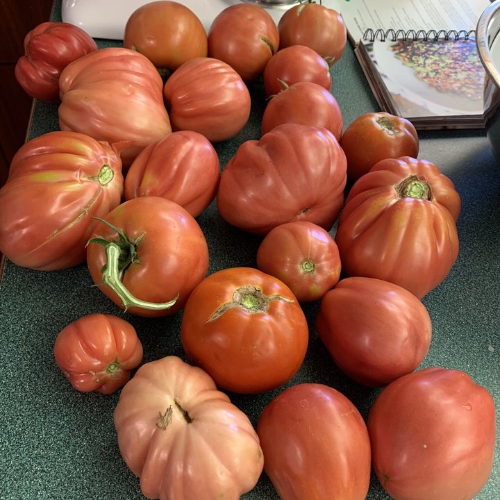 Dailymotion profile picture for @tomatoes