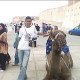 kamel