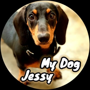 My Dog Jessy