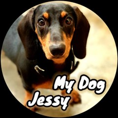 My Dog Jessy
