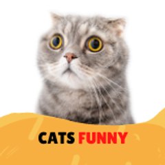 cats funny