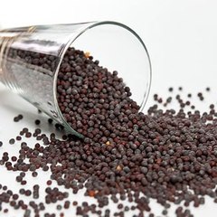 Black Mustard
