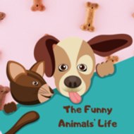 the funny animal