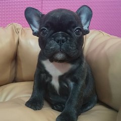 アツシ アガツマ