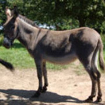 cotentinois