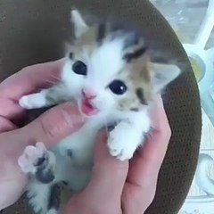 Smile Wanted