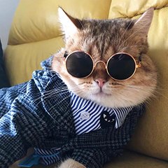 mocha_meow
