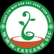 Cây Cảnh VIP