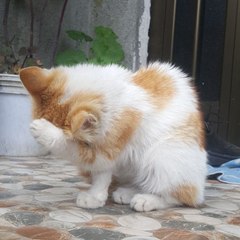 cute animals