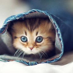 Teddy Kittens