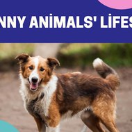 Funny Animals' Lifes