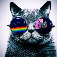 Viral Cats Videos