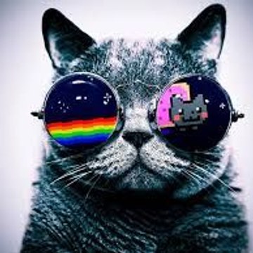 Viral Cats Videos