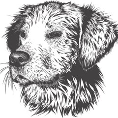 Draw Animal