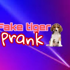 Prank dog