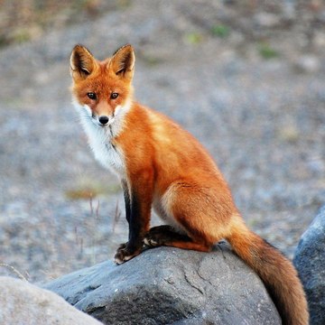 Wild Animals