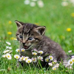 AnimalDiries