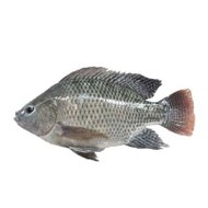 dm_cccb9b6181e930b138a3dada452375ff