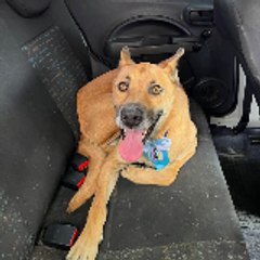 Zé doído posta tudo