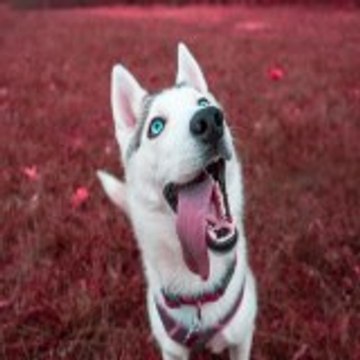 Beautiful animals