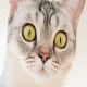 Funny Animals House