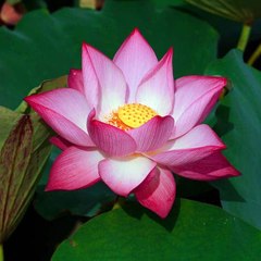 Great Life - Vie merveilleuse - Gran vida - 멋진 인생