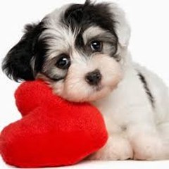 ANIMAL FUNNY MOMENTS