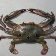 dm_39c0f5b4105e0451854433be5084fc78